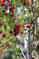 Image of Bolivian Nasturtium