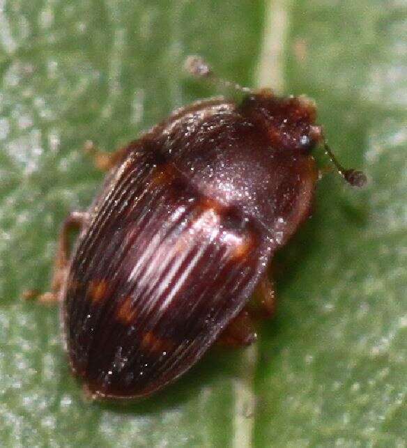 Image of Strawberry Sap Beetle