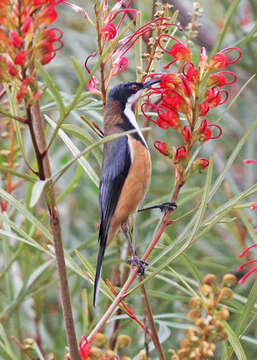 Plancia ëd Acanthorhynchus Gould 1837