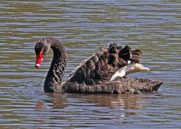 Image of Black Swan