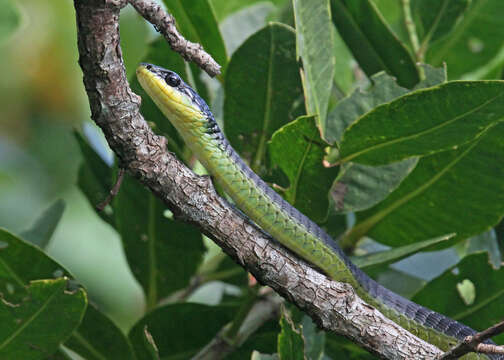 Image of Black Treesnake