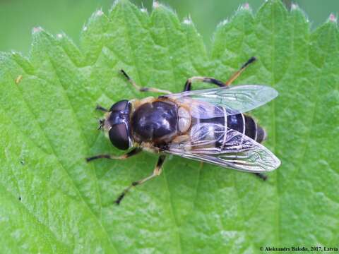 صورة <i>Eristalis nemorum</i>