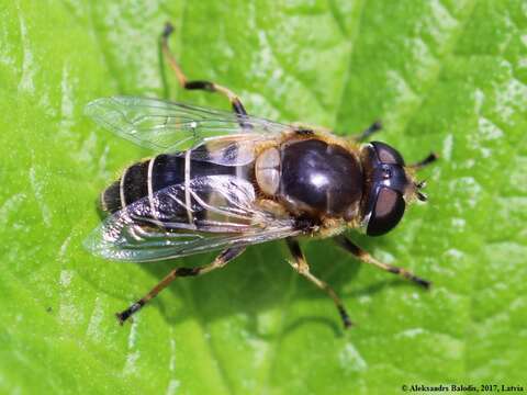 Image of <i>Eristalis nemorum</i>