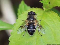 Image of <i>Eristalis horticola</i>