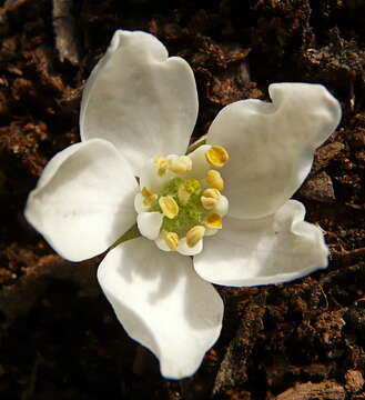 Image of Mexican Orange Blossom