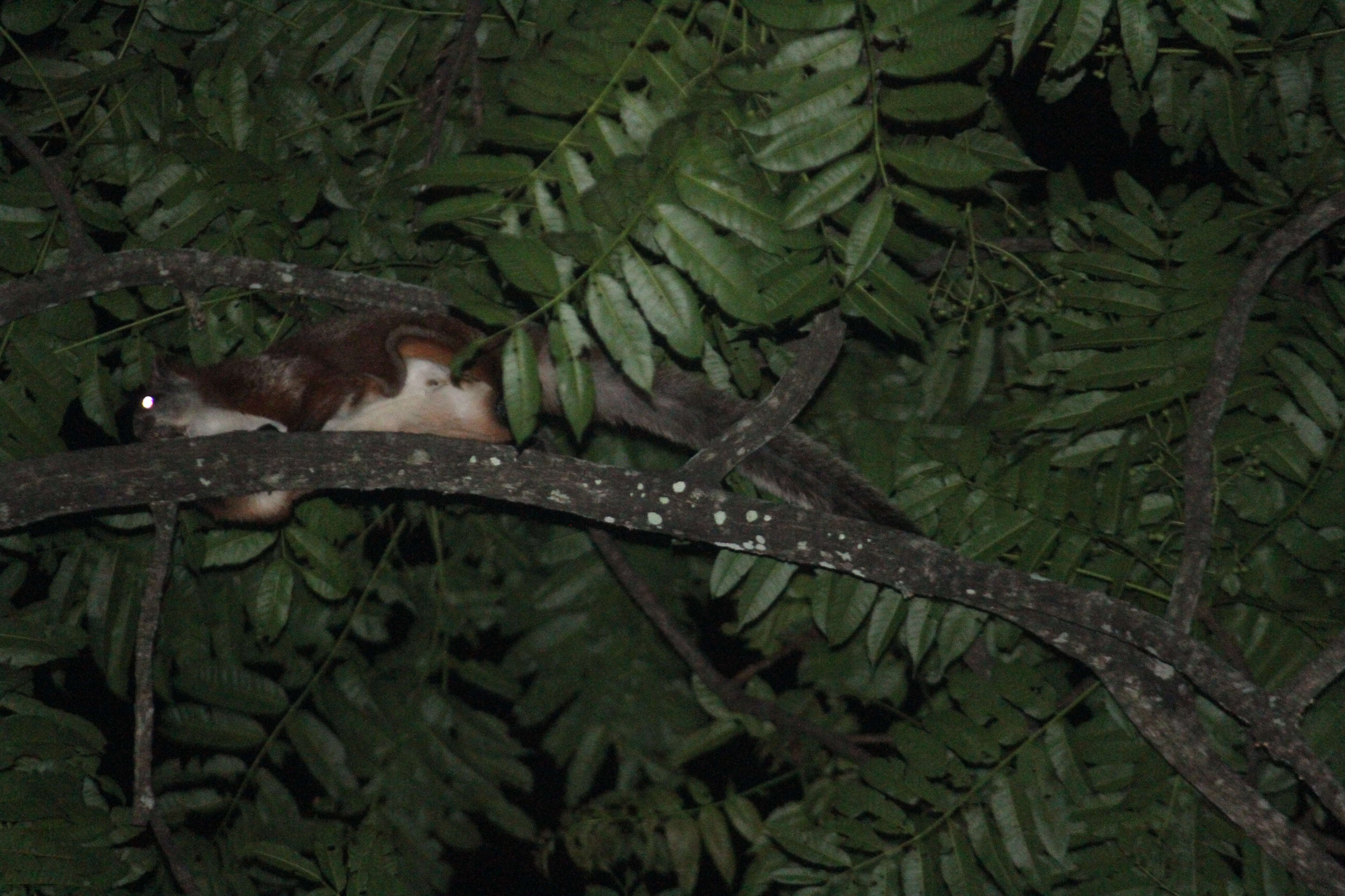 Image of Common Giant Flying Squirrel