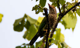 Psilopogon lineatus (Vieillot 1816) resmi