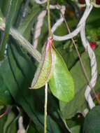 Image of Clock vine