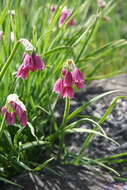 Слика од Allium insubricum Boiss. & Reut.