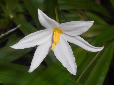 Image de Xerophyta elegans (Balf.) Baker