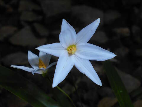 Image of Xerophyta elegans (Balf.) Baker