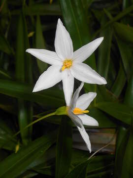 Image de Xerophyta elegans (Balf.) Baker