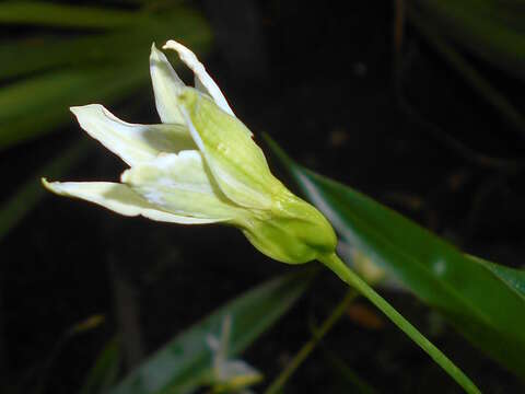 Image de Xerophyta elegans (Balf.) Baker