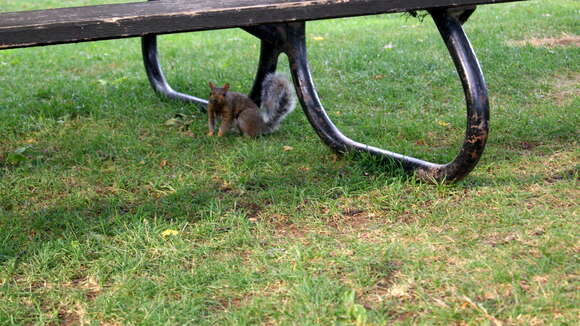 Image of Sciurus subgen. Sciurus Linnaeus 1758