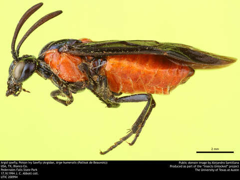 Image of Poison Ivy Sawfly