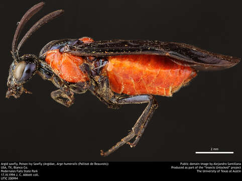 Image of Poison Ivy Sawfly