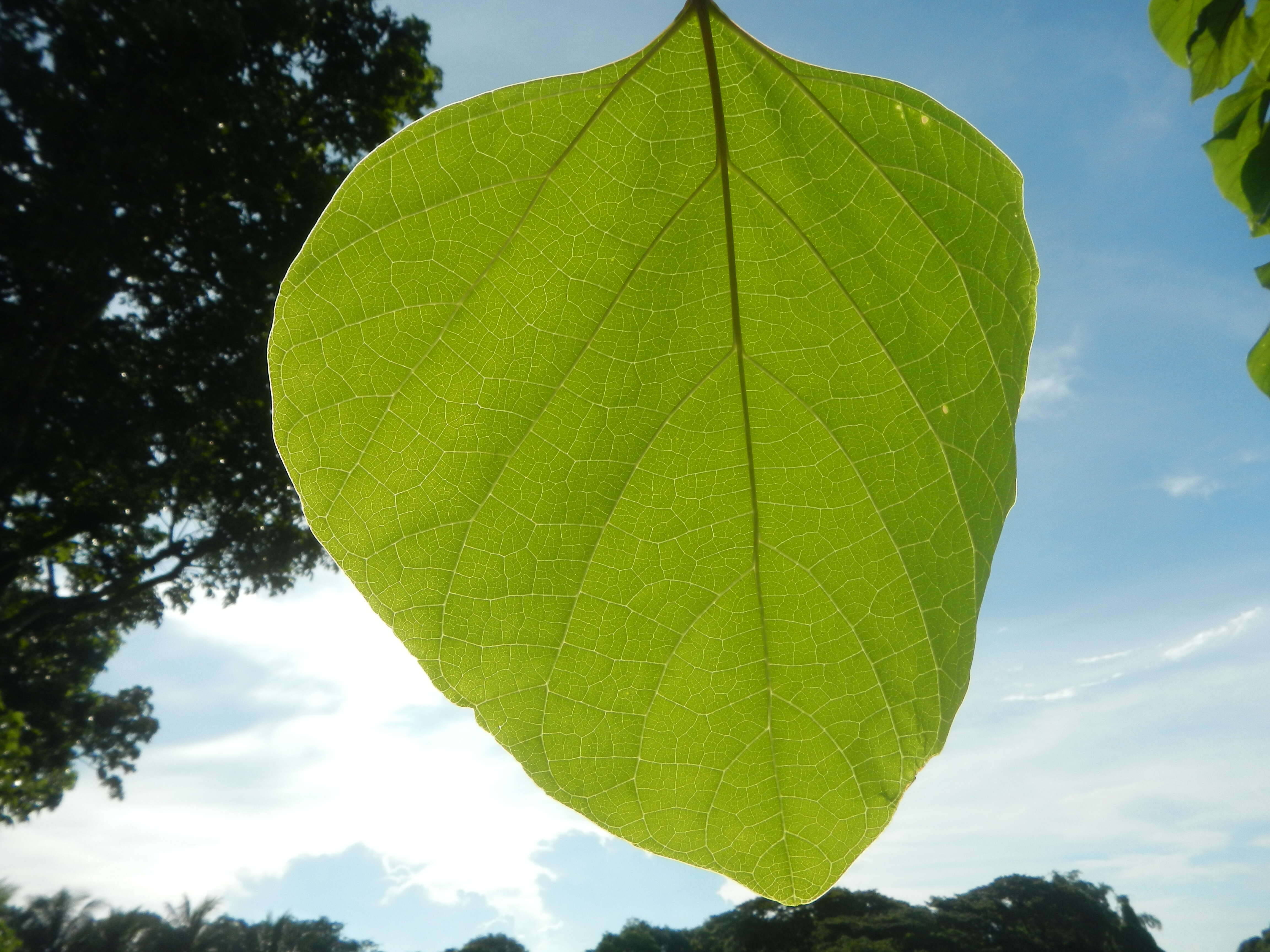 Image of wild sage