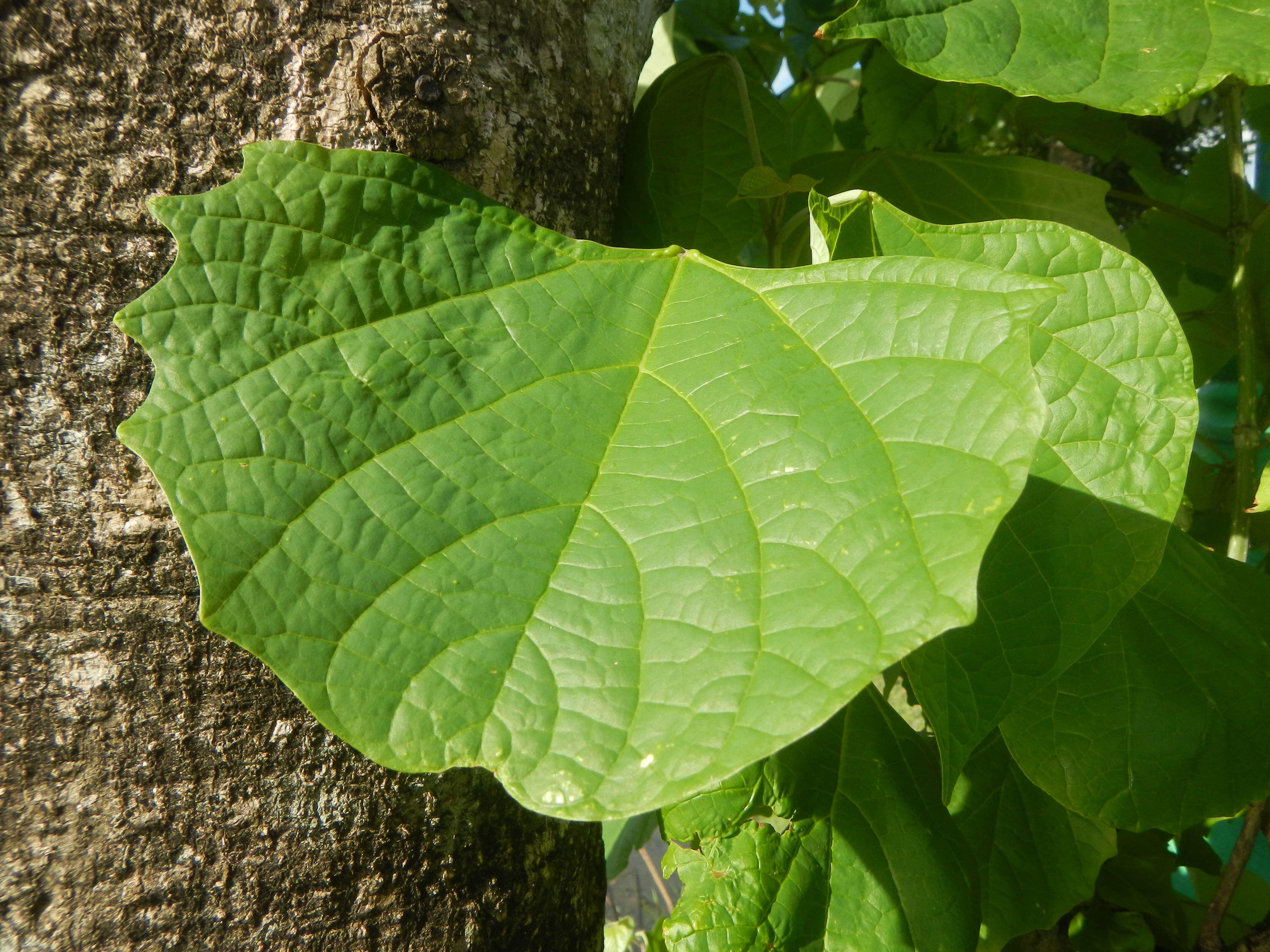 Image of wild sage