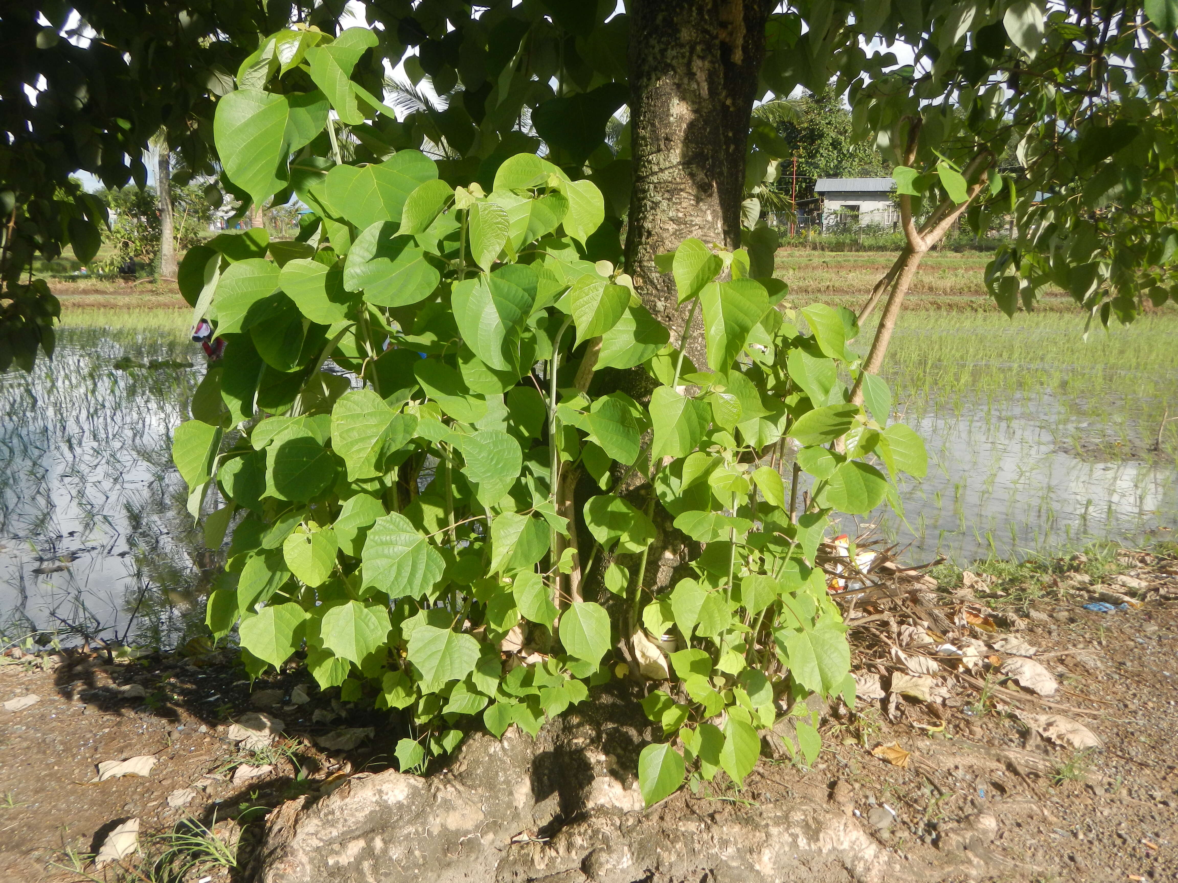 Image of wild sage