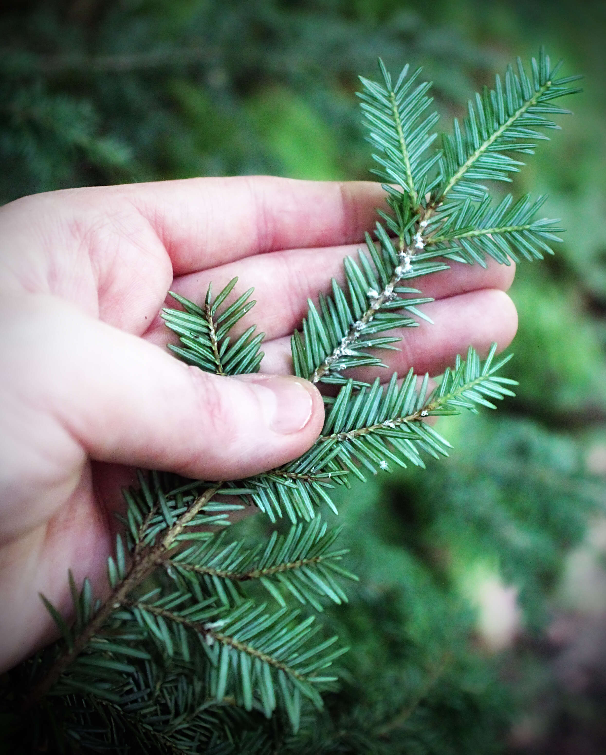 Image of Hemlock Woolly Adelgid