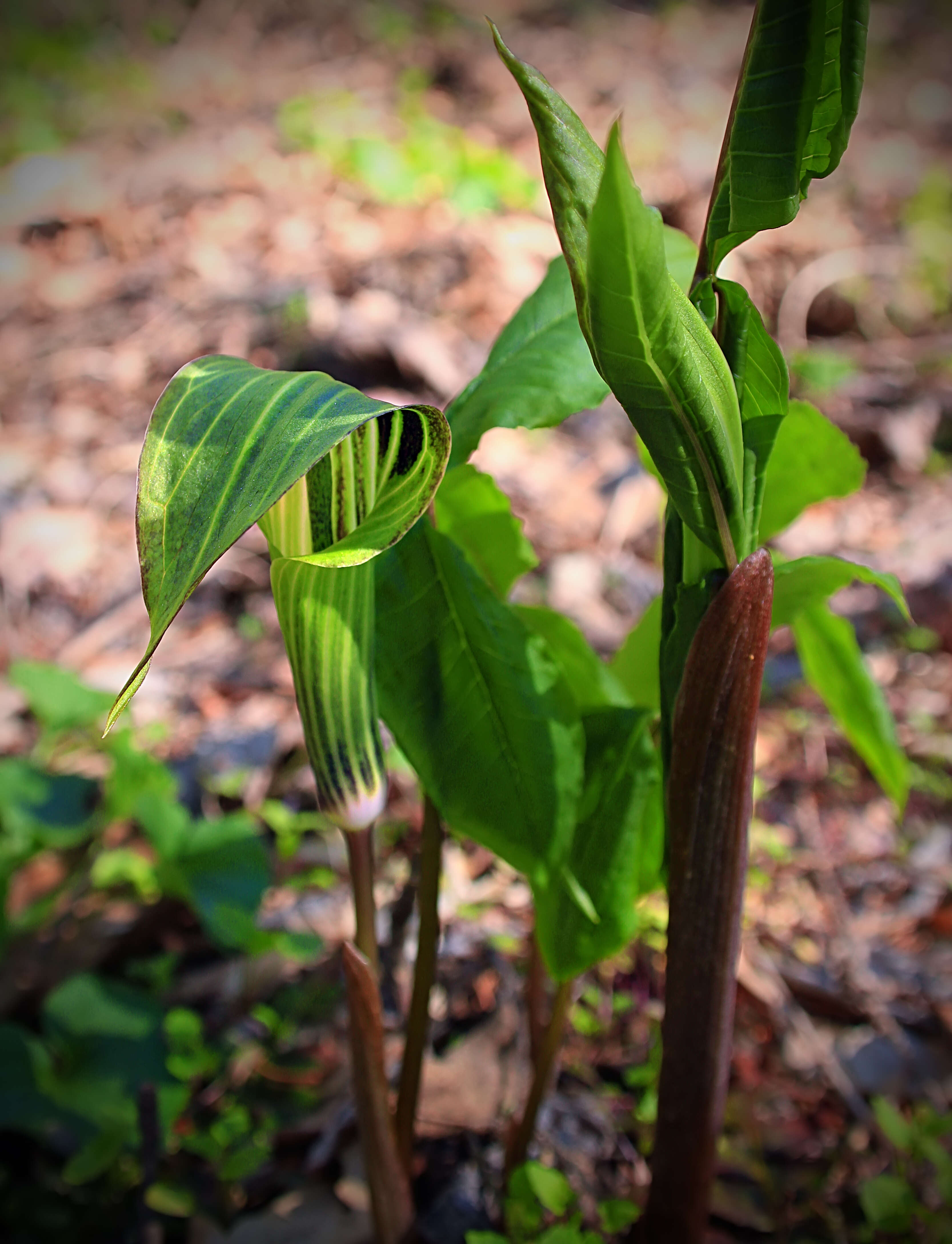 Слика од Arisaema triphyllum (L.) Schott