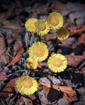 Image of coltsfoot