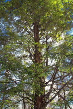 Image of eastern hemlock