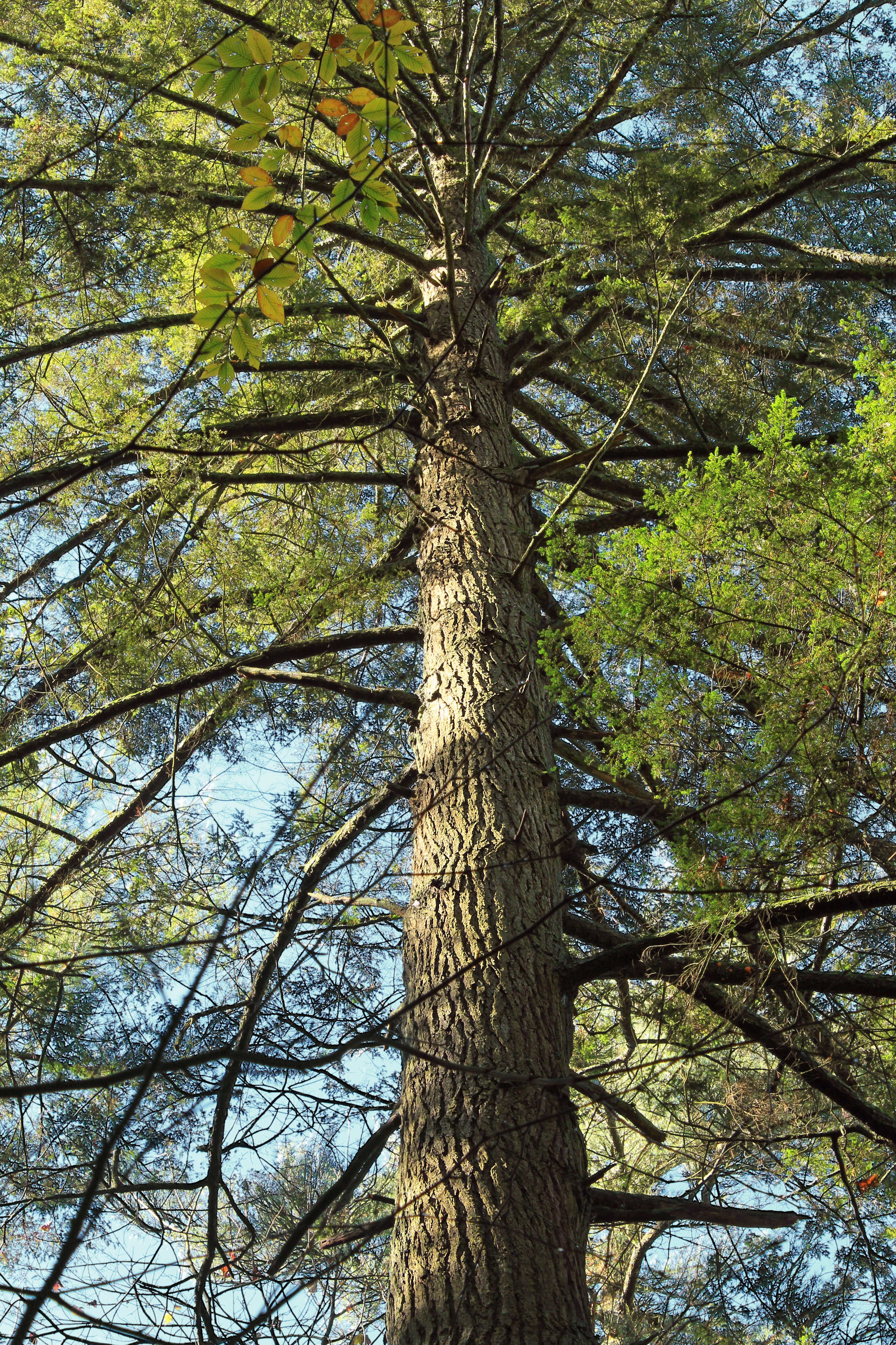 Image of eastern white pine