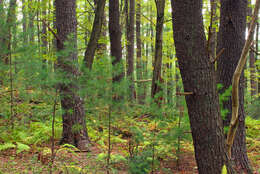 Image of eastern white pine