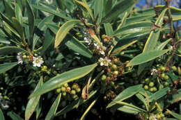 Myoporum sandwicense (A. DC.) Gray resmi