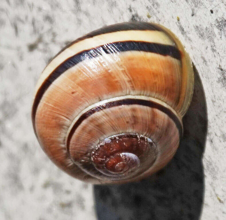 Image of Banded snails