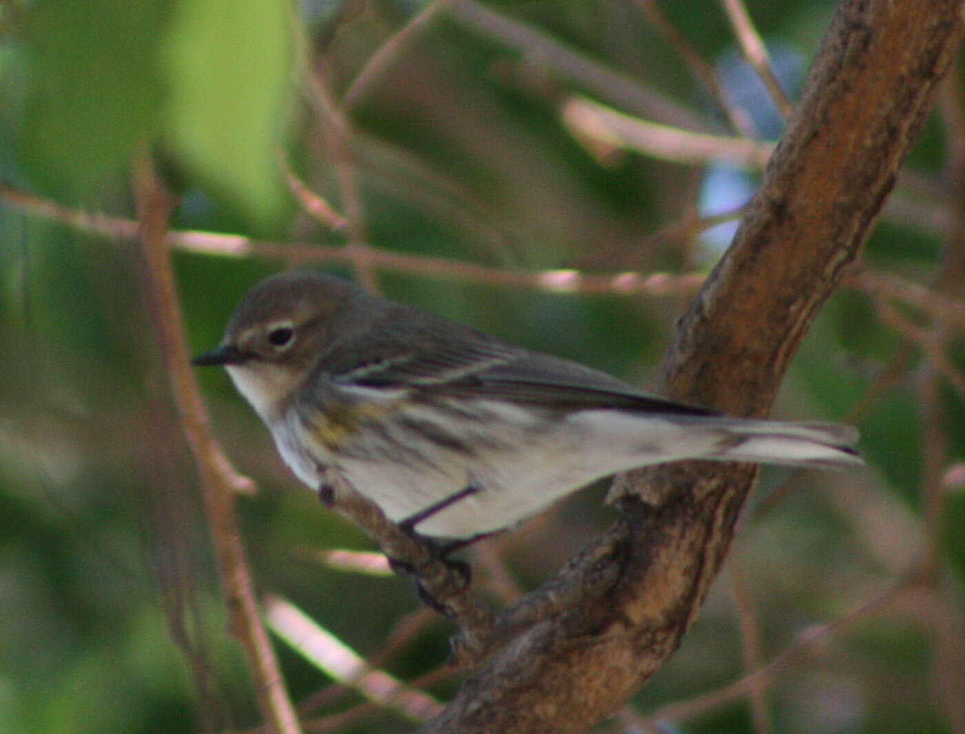 Image of Myrtle Warbler