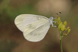 Image of Leptidea duponcheli (Staudinger 1871)