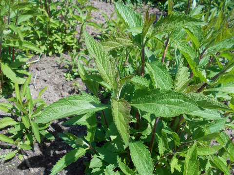 Image of swamp verbena