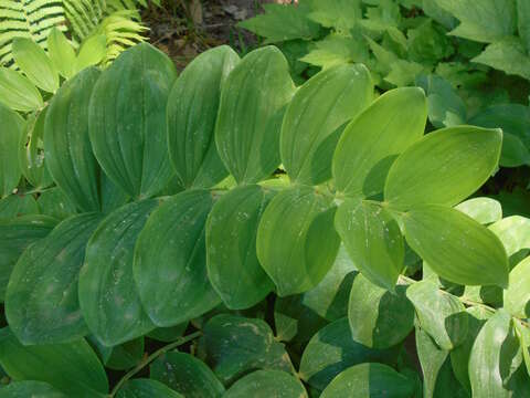 Image de Polygonatum biflorum (Walter) Elliott