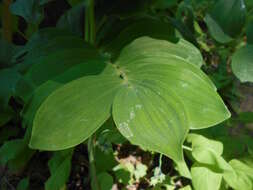 Image de Polygonatum biflorum (Walter) Elliott