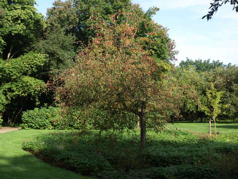 Image of cutleaf crab apple