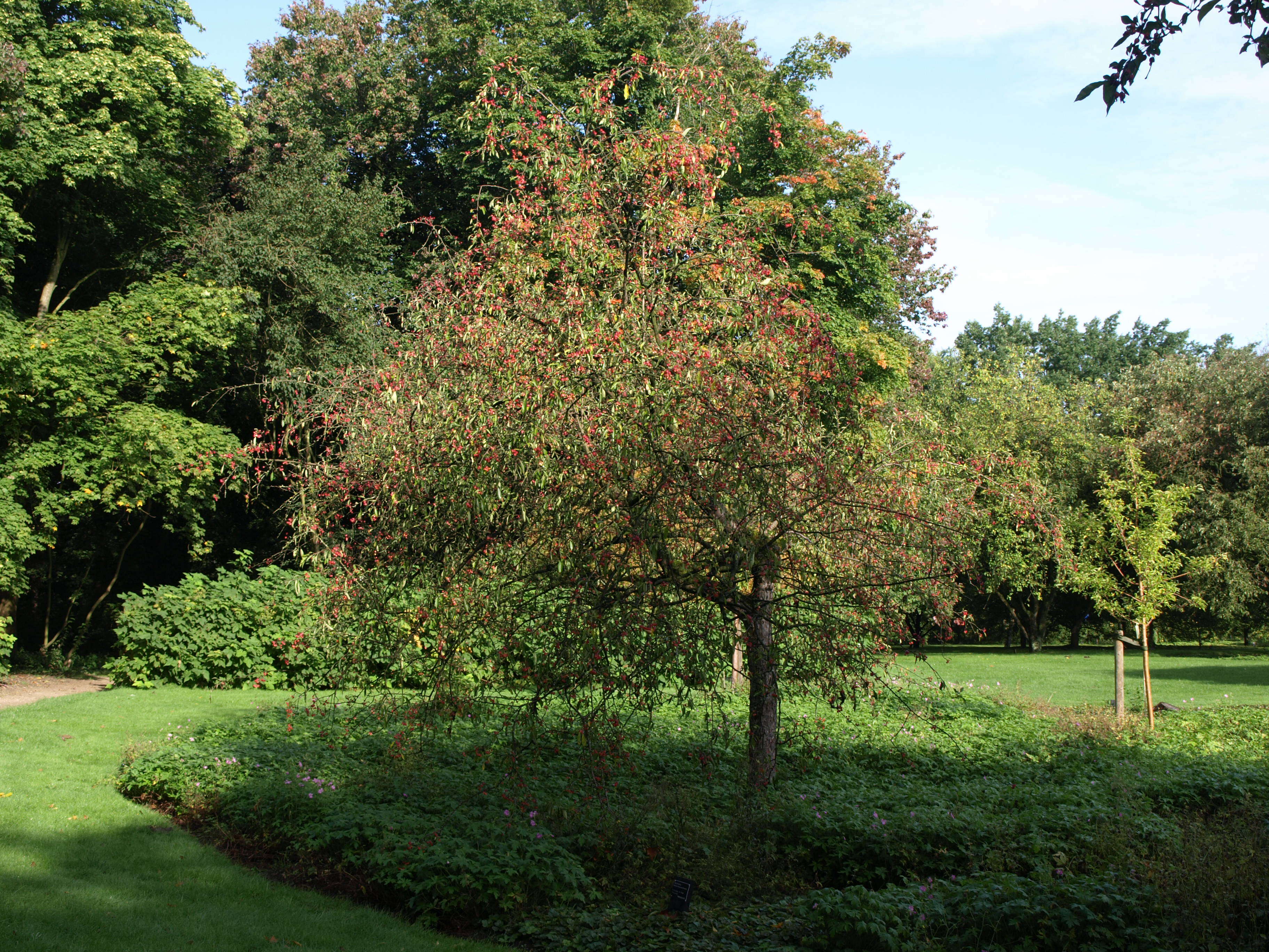 Plancia ëd Malus toringoides (Rehd.) Hughes