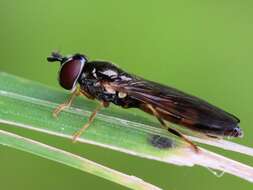 Image of Platycheirus clypeatus (Meigen 1822)