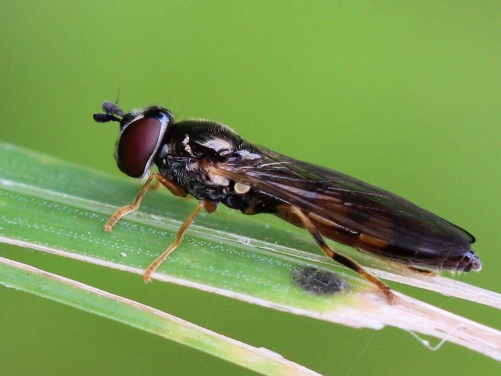 Image of Platycheirus clypeatus (Meigen 1822)