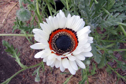 Image of Double Namaqua marigold