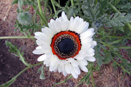 Image of Double Namaqua marigold