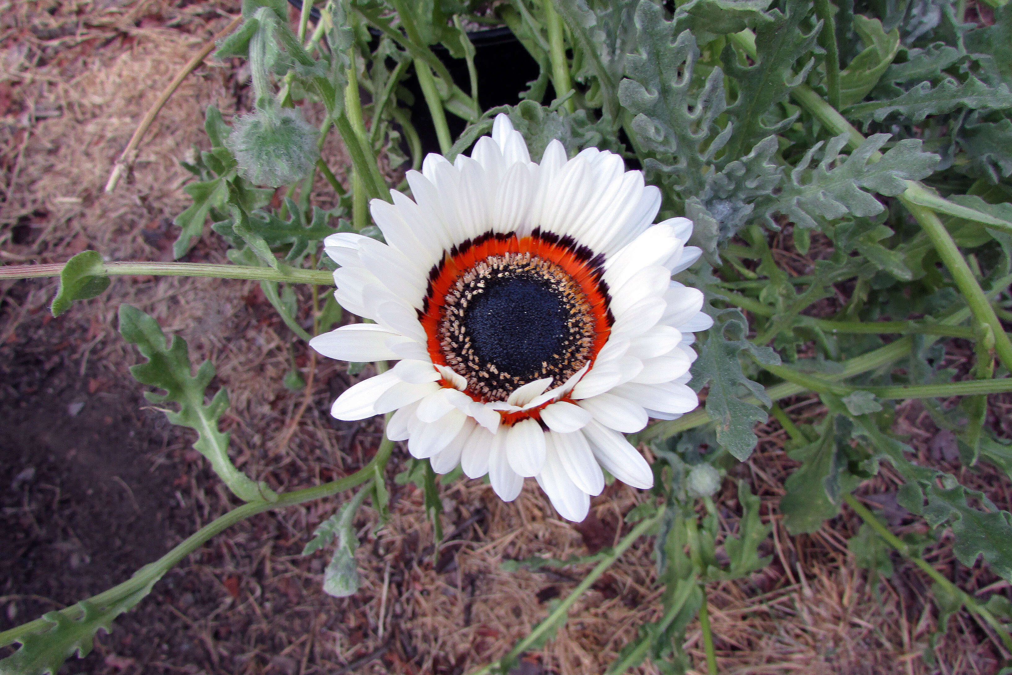 Image of Double Namaqua marigold