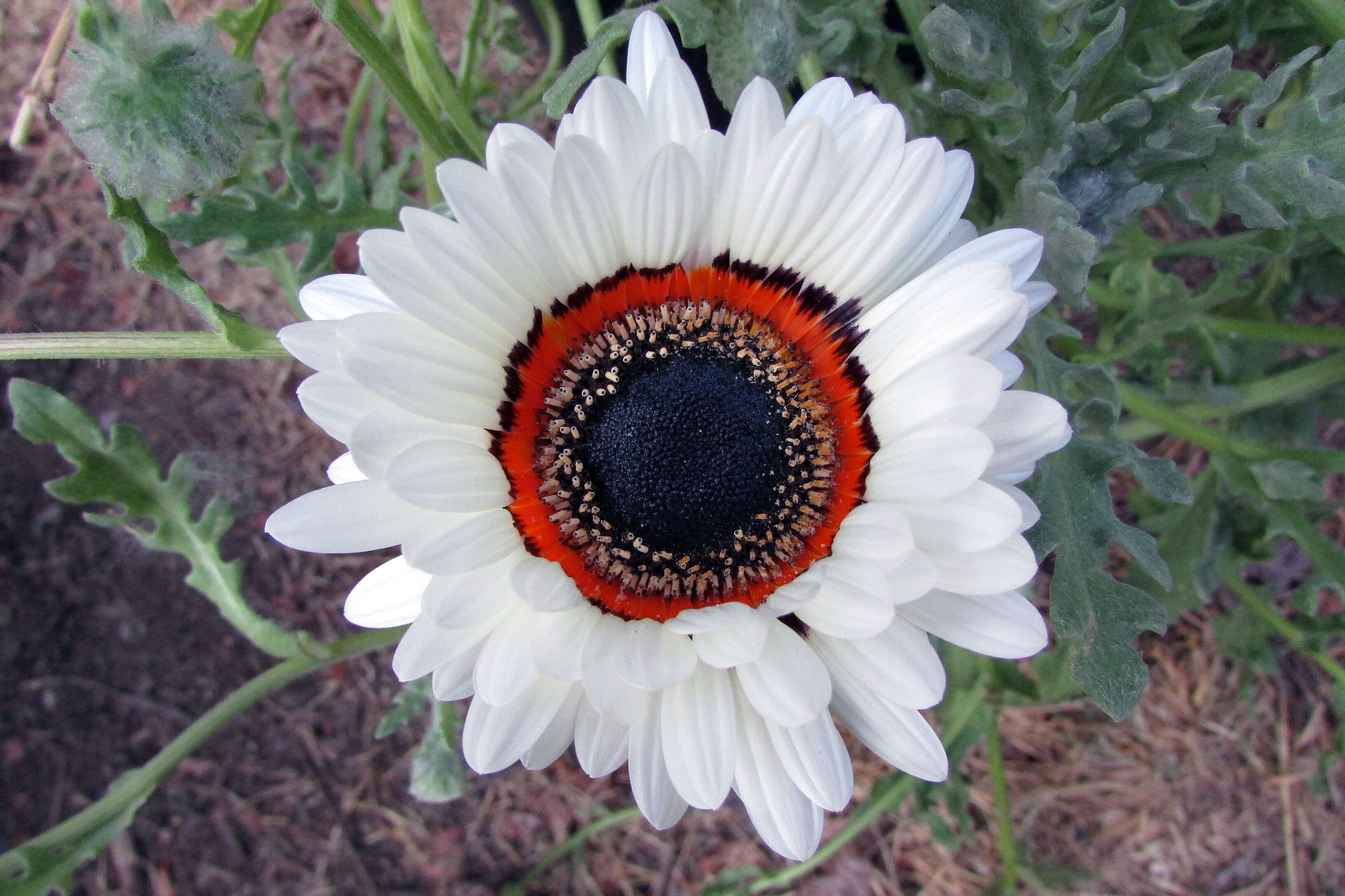 Image of Double Namaqua marigold