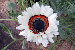 Image of Double Namaqua marigold