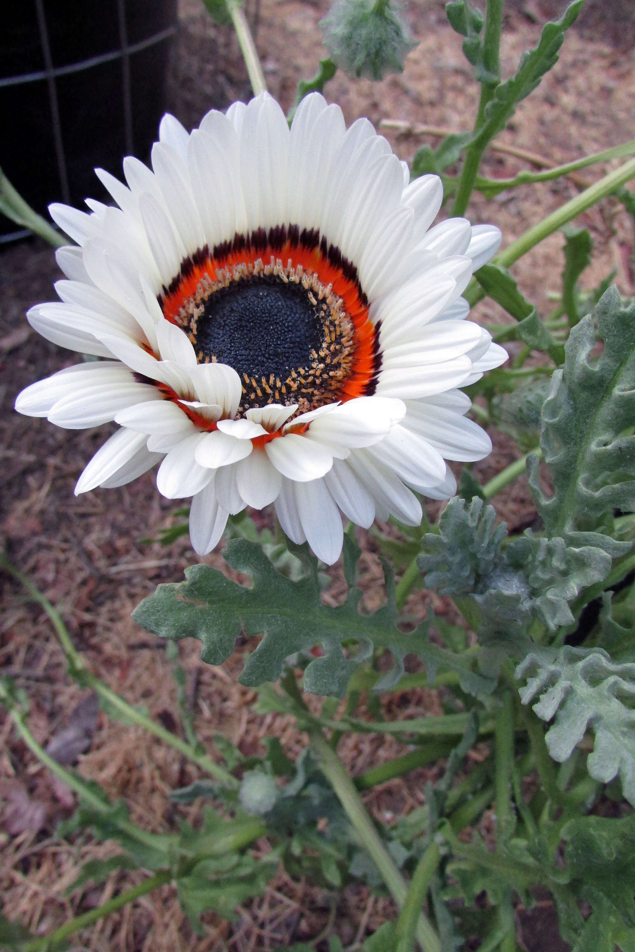 Image of Double Namaqua marigold