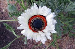 Image of Double Namaqua marigold