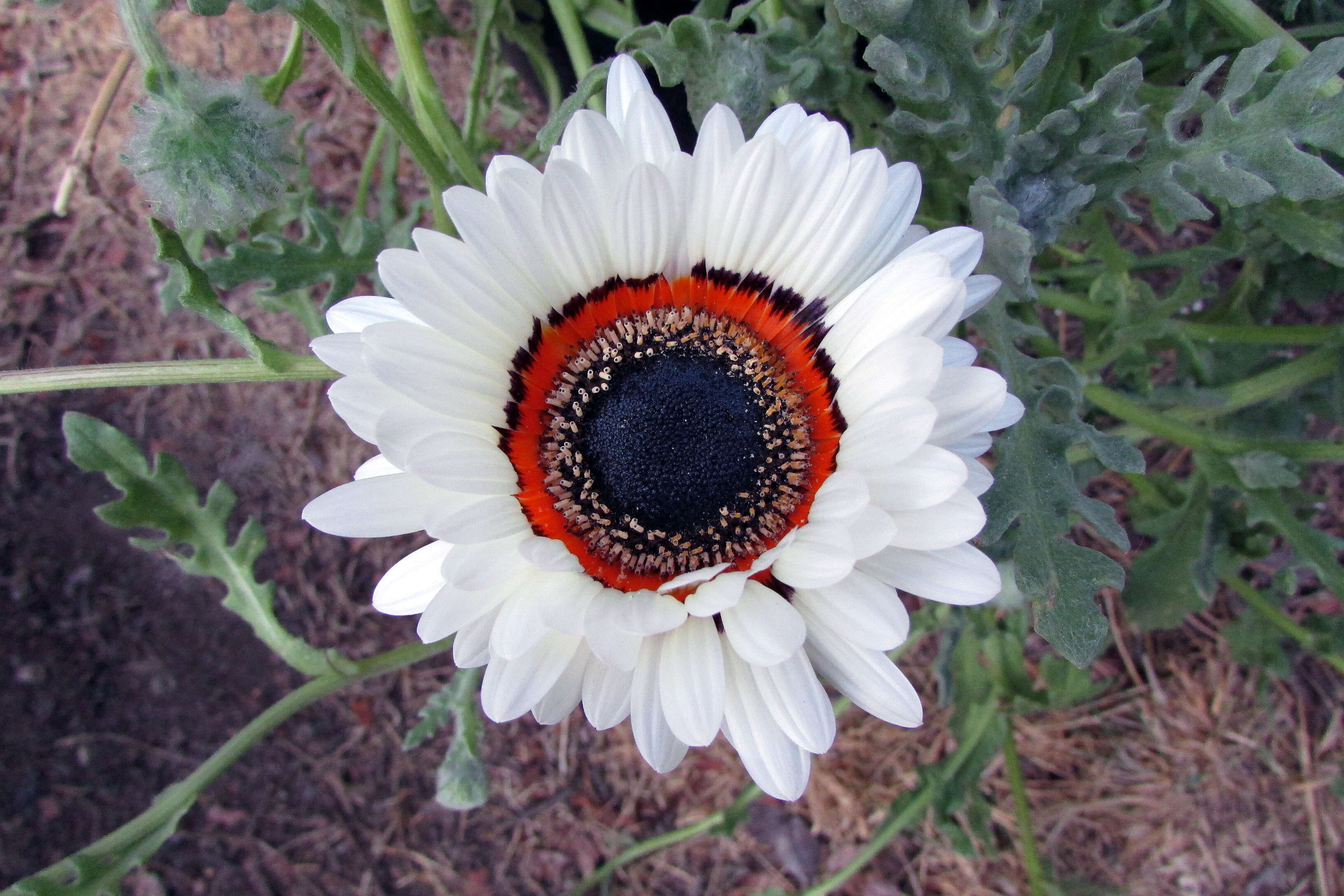 Image of Double Namaqua marigold