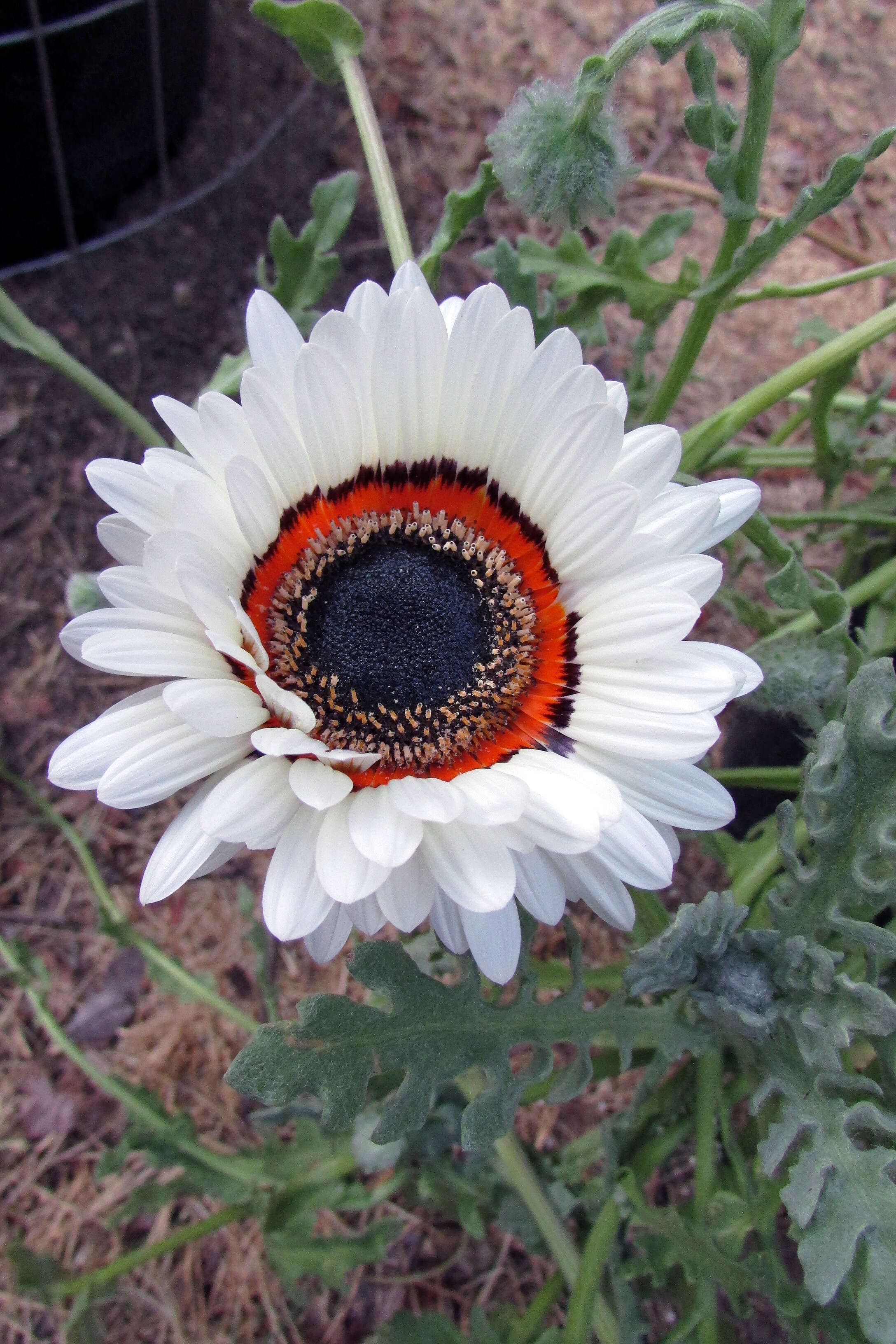 Image of Double Namaqua marigold