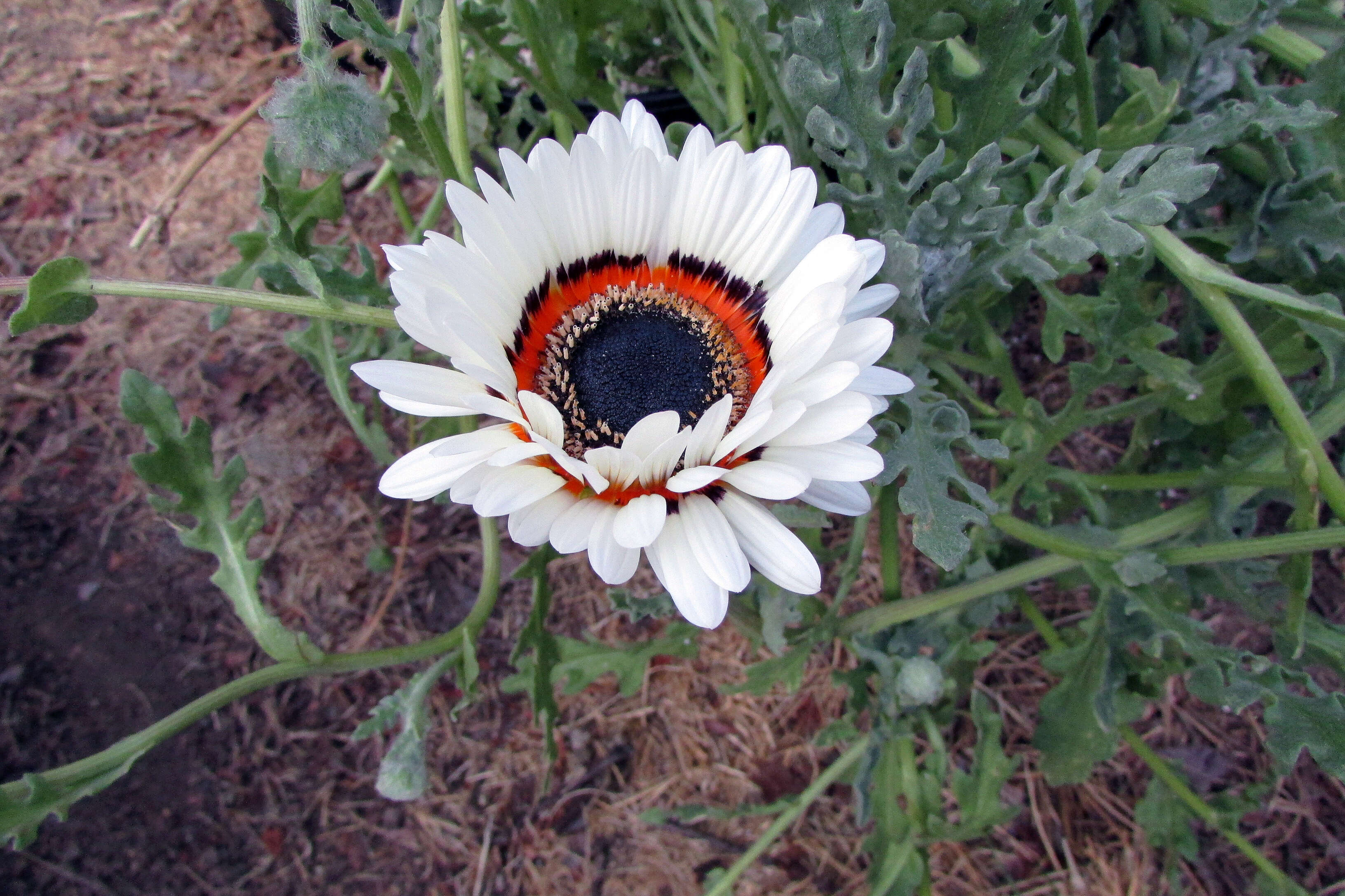 Image of Double Namaqua marigold